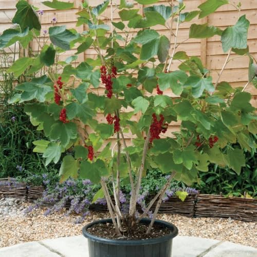 Red Currant Berry Bush Live Plant, Bare Root Berry Plant, 10-12 Inch Tall - Image 4