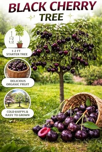 3 Black Cherry Tree Live Plants 1–2 Ft Tall (Prunus serotina) – Fast Growing Native Fruit Tree – Edible Cherry, Wildlife Habitat & Backyard OrchS Plants - Image 5
