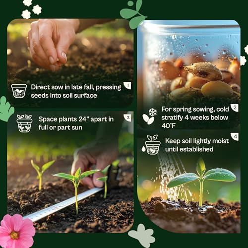 SVI 2500 Blue Vervain Seeds (Verbena hastata) – Vervain Herb, Verbena Seed Packets Bulk – Tall Wildflower, Native Perennial Flower Seeds Packets Outdoor Flower Garden, Meadows, Containers - Image 5