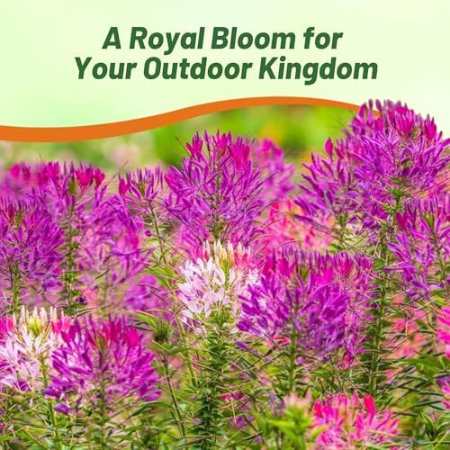 Outsidepride Violet Cleome Seeds - 2000 Pcs Annual Flower Seeds with Large, Airy, Spidery Blooms, Drought Tolerant Spider Plant for Xeriscaping, Flower Bed, Border, Pollinator, & Cut Flower Garden - Image 6