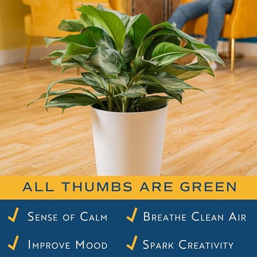 Costa Farms Chinese Evergreen, Live Indoor Plant, Easy Care, Home Decor - Image 4