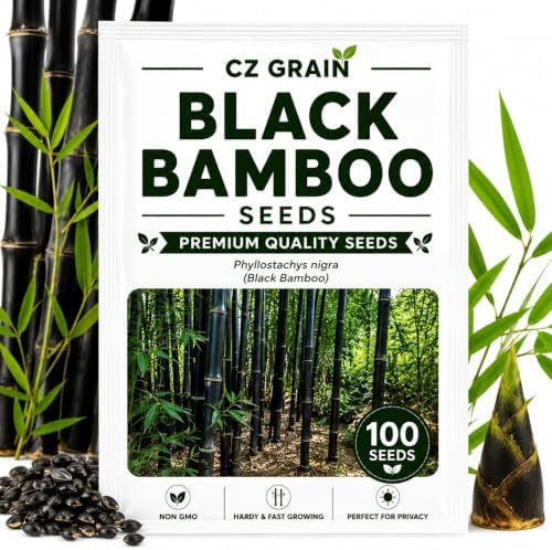 Black Bamboo Seeds to Plant, Ornamental Privacy Screen, 100 Premium Seeds by CZGrain