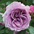 Heirloom Climbing Roses, Live Own Root Plant, Arborose® Quicksilver by HeirloomRoses
