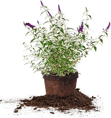 Perfect Plants Black Knight Butterfly Bush, 3 Gallon, Live Plant by PerfectPlantsNursery