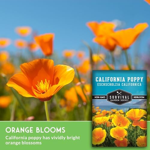 Survival Garden Seeds California Poppy Seeds for Planting, 1 Pack - Image 5