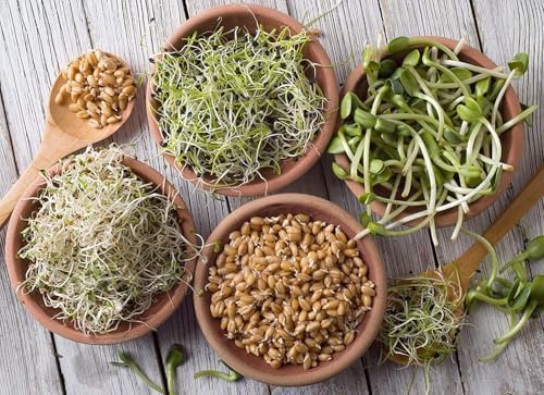 Handy Pantry Organic Sprouting Seed Assortments - Microgreens, Sprout Seeds - Image 6