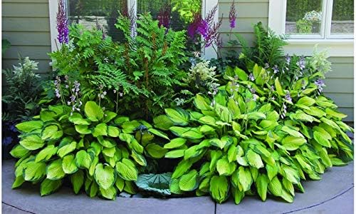 Best Deal on Amazon 9-Pack Hosta Bare Root Perennial Plants - Fresh from Our Farm Ship Fast Directly to you. Perfect for any home & garden grows year after year! - Image 2