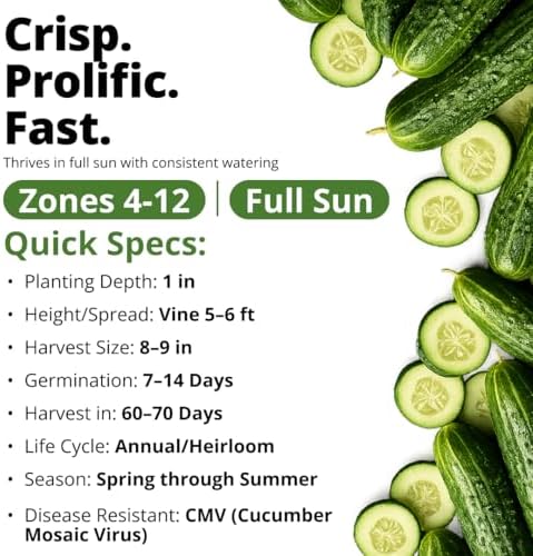 HOME GROWN Organic Marketmore Cucumber Seeds, 200+ Seeds, Cucumis sativus - Image 4