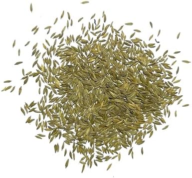 Seed Needs Dandelion Seeds to Plant an Herb Garden - 1 Pack - Image 4