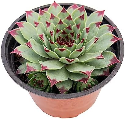 Sprout N Green Sempervivum 'Lady's Nail', Live Succulent Plant Fully Rooted in 4" Pot, House Plant for Indoor Outdoor Home Office Wedding Decoration DIY Project Party Favor by SproutNGreen