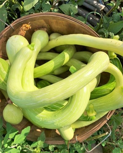 Tromboncino Squash Seeds - 90+ Count - for 2026 Planting Italian Zuchetta Rampicante Trombetta Tromboncino Zucchini Cucuzza Snake Bottle Gourd Vegetable Grow Your Own Home Farm Patio - Image 6