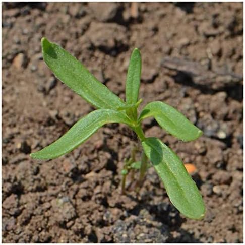 Everwilde Farms - 1 Oz Northern Lights Mix Tall Snapdragon Wildflower Seeds - Gold Vault - Image 3