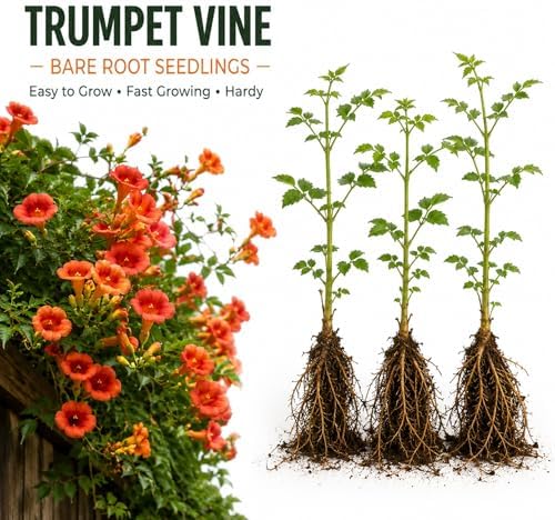 Trumpet Vine Bare Root Seedlings for Planting | Fast Growing Perennial Orange Flower Climbing Vine | Hummingbird Attracting Campsis Radicans Live Plants for Trellis, Fence & Pergola (5 Plants) - Image 2
