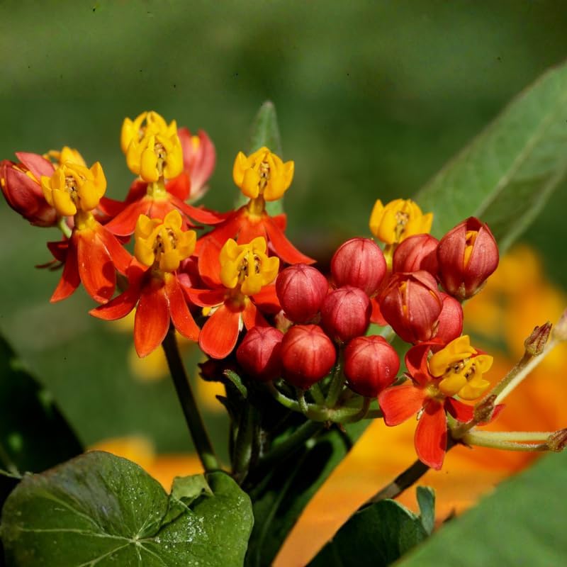 2 Red Milkweed Plants Live, Garden Flower Plant, 4-7 Inch Tall - Image 5