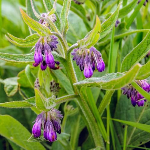 Bocking 14 Comfrey Live Roots, Set of 5 Perennial Garden Cuttings - Image 4