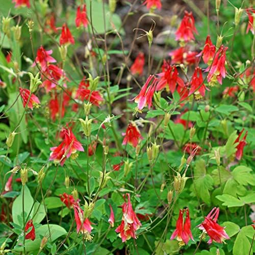 Organic Eastern Red Columbine Plant (Aquilegia Canadensis L) 2.5 inch Pot - Native Plant, Pollinator Garden Plant, Perennial Plant - Image 4