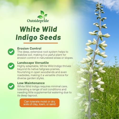 Outsidepride White Wild Indigo Seeds for Planting - 100 Pcs Perennial Flowers with Tall Growth Habit, Cold Tolerant, Nitrogen-Fixing Legume Plants, for Cooler Climates, & Pollinator Gardens - Image 3