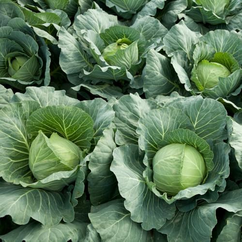 500 Cabbage for Garden Vegetable Seeds, Seeds for Planting - Image 2