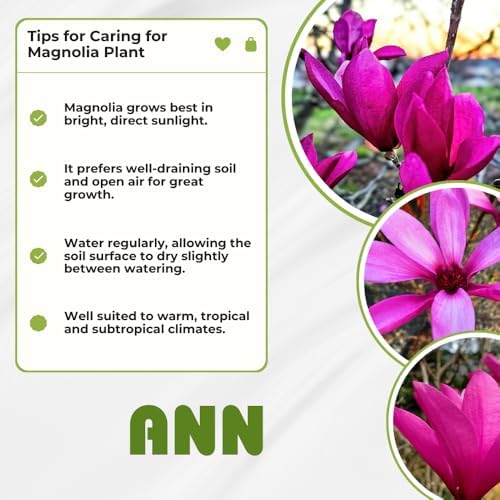 Ann Magnolia Tree Plant Live, Ornamental Tree, 6-12 Inch Tall, 2.5 Inch Pot - Image 6