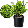 Boxwood Bonsai Tree Live, Buxus Evergreen Starter Plant, 1-Gallon by MyShelfie