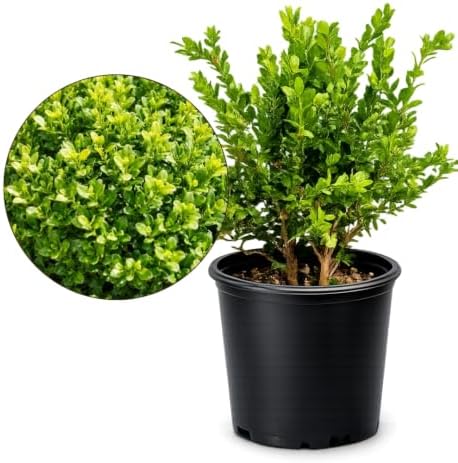 Boxwood Bonsai Tree Live, Buxus Evergreen Starter Plant, 1-Gallon by MyShelfie