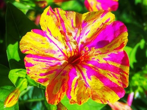 Mixed Four O Clock Seeds - Broken Colors 50 Pcs Mirabilis Jalapa - Image 4