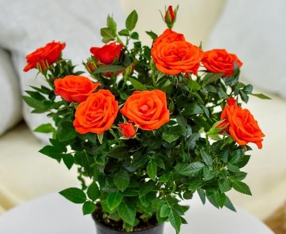 Miniature Roses Live Plants Mini Roses Bush Fragrant Flowers Shrub in Pot (Orange Rose Flowers) - Image 7