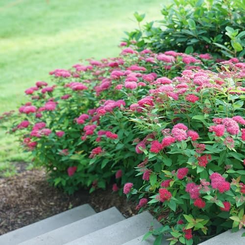 Proven Winners 2 Gal. Double Play Doozie Spirea Shrub - Image 4
