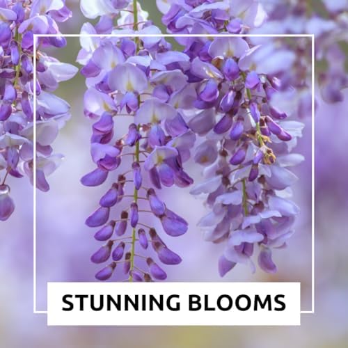 1 Weeping Wisteria Bonsai Tree Seedling for Planting - 1 Year Old Well Rooted Seedling - Starter for Bonsai Training or Outdoor Planting – Deciduous Flowering Vine Tree - Image 5