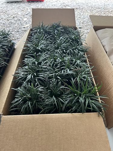 Dwarf Mondo Grass (Ophiopogon japonicus 'Nanus') - 18 Live Plants in 3-Inch Pots, Evergreen Groundcover 2-4 Inches Tall, Shade Loving - Image 4