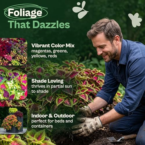 SVI 1200 Rainbow Coleus Seeds (Plectranthus Scutellarioides) - Painted Nettle Garden Seed Packets, Colorful Foliage Mix, Shade Tolerant - Annual Flower Seeds for Indoor & Outdoor Garden and Borders - Image 3