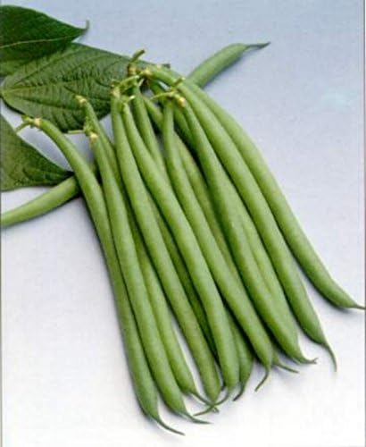 Haricot Verts Petite Filet- Green Bean Seeds- 30+ Seeds by Ohio Heirloom Seeds by Ohio+Heirloom+Seeds