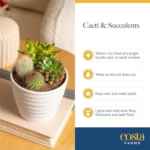 Costa Farms Succulents, Live Indoor Plant, Easy Care, Home Decor - Image 6
