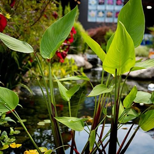 Red Stem Canna a Great Live Pond Plant for Your Water Garden. Filters koi and Goldfish Ponds. Good for Bogs, Plant Shelf or Shallow Water This marginal Aquatic is a Real Beauty - Image 2
