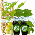Traminette Grape Vine Gewürztraminer Hybrid (2-Pack) by Wellspring Gardens by WellspringGardens