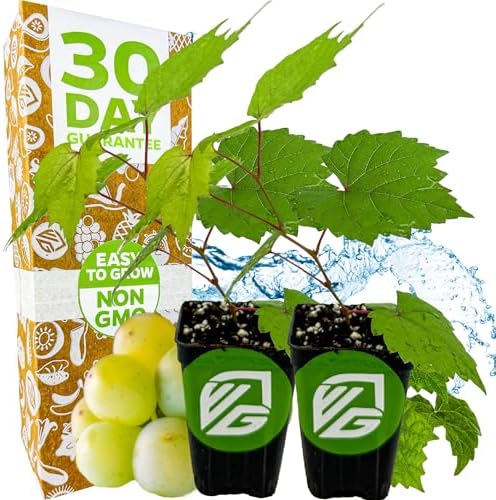 Traminette Grape Vine Gewürztraminer Hybrid (2-Pack) by Wellspring Gardens by WellspringGardens