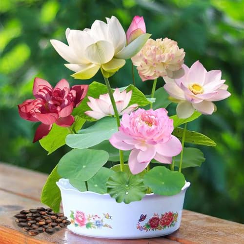 120 Pcs Mixed Color Bonsai Bowl Lotus Seeds,Easily Low Maintenance for Water Features Bonsai Lotus Flower Ornamental Pond and Home Planting - Image 2