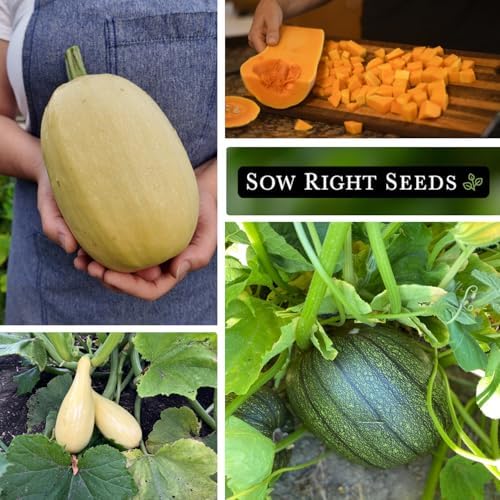 Sow Right Seeds - Mixed Squash Seed Collection for Planting Home Garden - Image 4