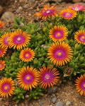 Perennial Farm Delosperma 'Fire Spinner' – Live Groundcover in 1 Quart, Vivid Orange Petals with Purplish-Pink Centers, Drought Tolerant, Heat Loving, Ideal for Rock Gardens & Edging by PerennialFarmMarketplace