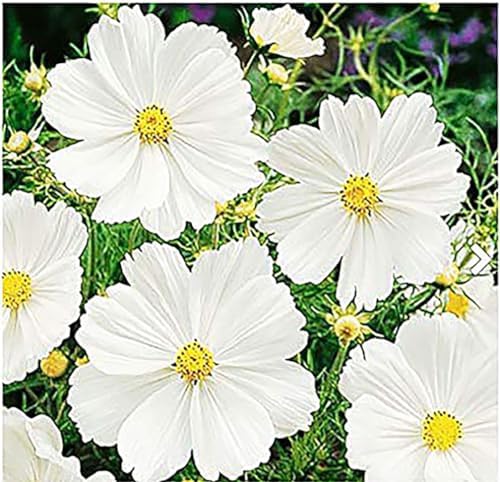 Gold Crest Cosmos - Long Blooming Season - 2 to 3 Feet Tall - Image 6