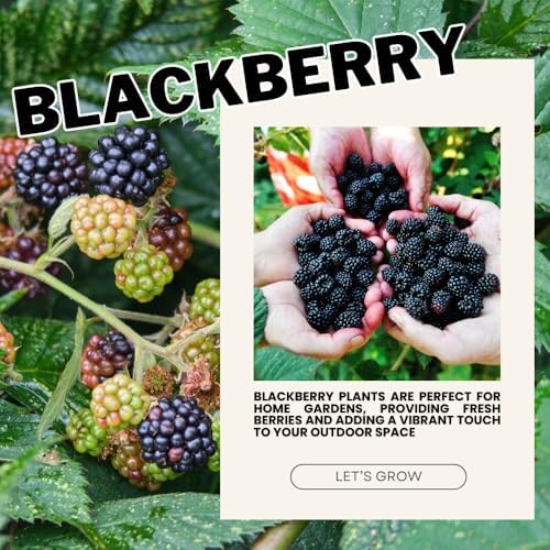 2 Osage BlackBerry Live Plants, Thornless Berry Plant, 5-8" Tall - Image 4