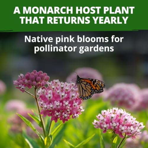 HOME GROWN Milkweed Seeds, Swamp Rose, 1,000 Seeds, Asclepias incarnata - Image 2