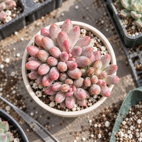 Pachyphytum 'Baby Finger' 3 Inch Clustered Bare Root Succulent Plant - Image 4