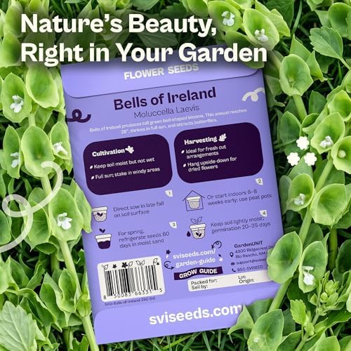 SVI 250 Bells of Ireland Seeds (Moluccella laevis) – Irish Bell Seed Packets, Green Bell – Cut Annual Flower Seeds Packets for Fresh or Dried Arrangements, Flower Garden, Containers, Outdoor Garden - Image 2