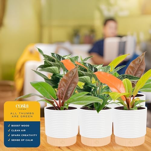 Costa Farms Philodendron, Live Indoor Plant, Tropical Houseplant - Image 5