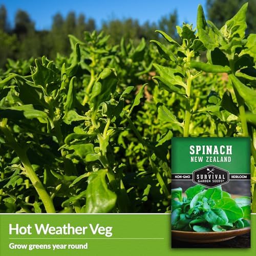 New Zealand Spinach Seeds for Planting - 2 Packs - Image 3