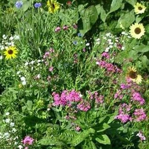 Mountain Valley Seed Co Northeastern Wildflower Seed 1 Lb 640,000 Seeds - Image 2