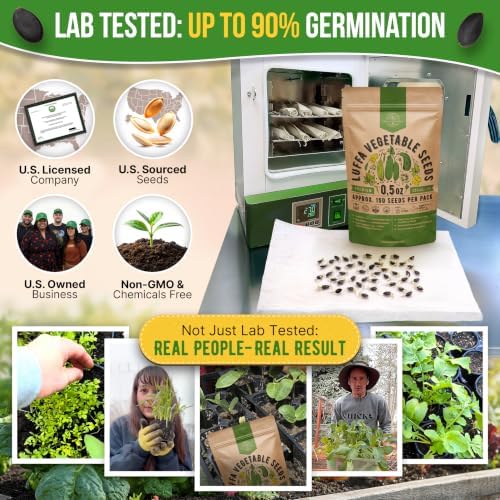 150 Luffa Seeds for Planting - 0.5 oz Heirloom Pack 2026, Loofah Aegyptiaca Gourd Seeds Non-GMO for Outdoor Vegetable Gardens and Trellis Vines - Image 2