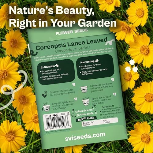 SVI 1000 Dwarf Lance Leaved Coreopsis Seeds (Coreopsis Lanceolata) - Lanceleaf Tickseed, Yellow Wildflower, Drought Tolerant Seed - Perennial Flower Seeds in Seed Packets for Outdoor Garden, Landscape - Image 2