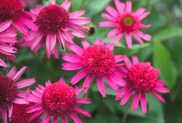 Delicious Candy Coneflower Live Plant – Echinacea purpurea – Fuchsia Pink Pom-Pom Flowers – Hardy Native Perennial – Pollinator Friendly – 2.5 Inch Pot by Japanese+Maples+and+Evergreens